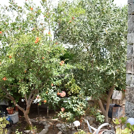 Andriani's